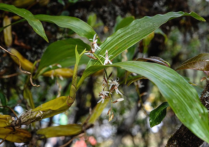 Otochilus albus